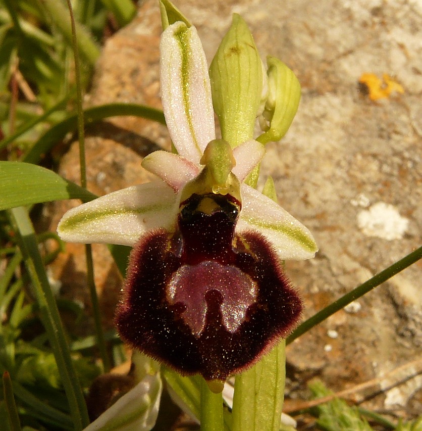 Ophrys biscutella